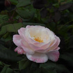 English Miss Floribunda Rose Flowers