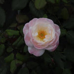English Miss Floribunda Rose Flowers