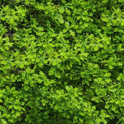 Dense green foliage of English Oak sapling hedge plants showing characteristic lobed leaves
