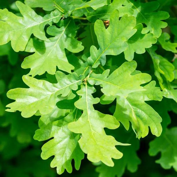 English Oak Leaves in Spring