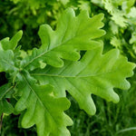 English Oak Leaves in Spring