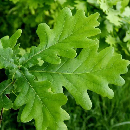 English Oak Leaves in Spring