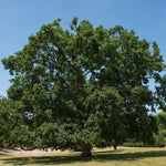 Mature English Oak tree
