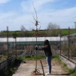 Bareroot English Oak 6cm to 8cm girth Standard Tree