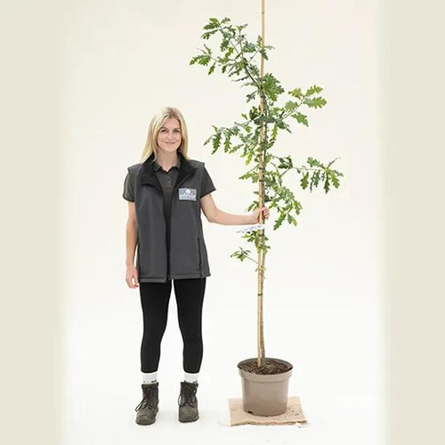 English Oak Tree - 150/175cm 10 Litre Pot