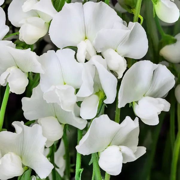 Ensign Sweet Pea Flowers
