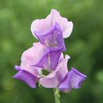 Erewhon Sweet Pea Flowers