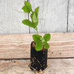 Erewhon Sweet Pea Seedling in a Jumbo Plug Showing Good Root Development