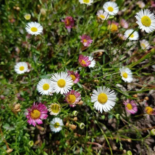 Profusion Mexican Fleabane Flowers