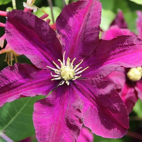 Ernest Markham Clematis Flowers
