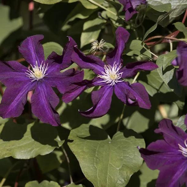 Etoile Violette Clematis Flowers