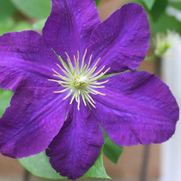 Etoile Violette Clematis Flowers
