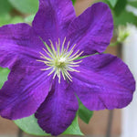 Etoile Violette Clematis Flowers