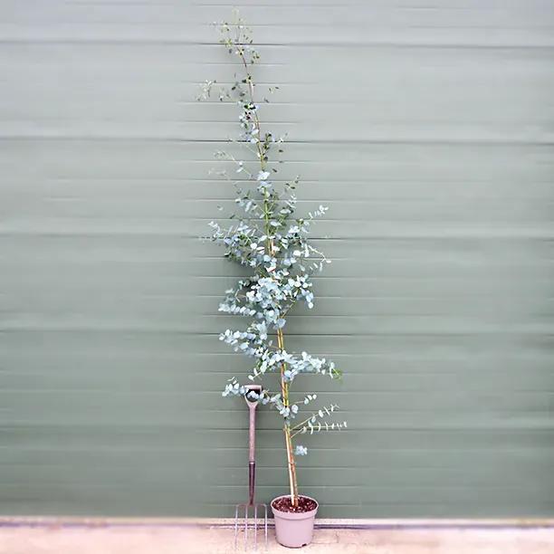 10 Litre Potted Cider Gum Eucalyptus Tree