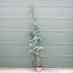 10 Litre Potted Cider Gum Eucalyptus Tree