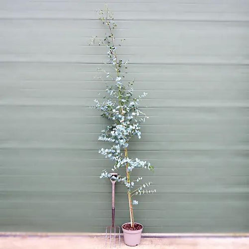 10 Litre Potted Cider Gum Eucalyptus Tree