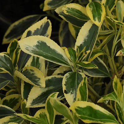 Euonymus japonicus Bravo Leaves