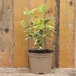 Euonymus Bravo Plant in 2 Litre Pot