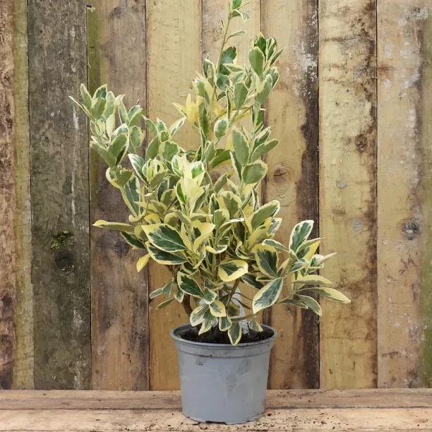 Bravo Japanese Spindle hedge plant in pot showing variegated green and cream foliage against wooden fence