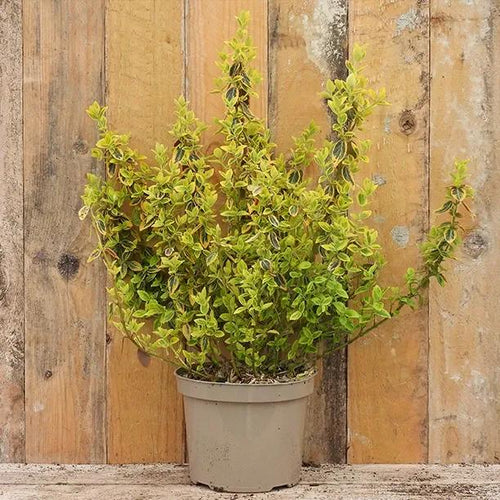 Emerald 'n' Gold Spindle Plant in 2 Litre Pot
