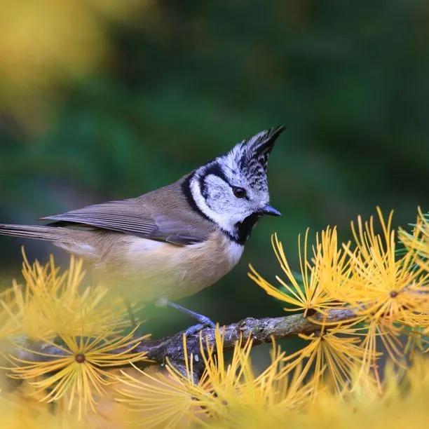 European Larch Leaves in Autumn