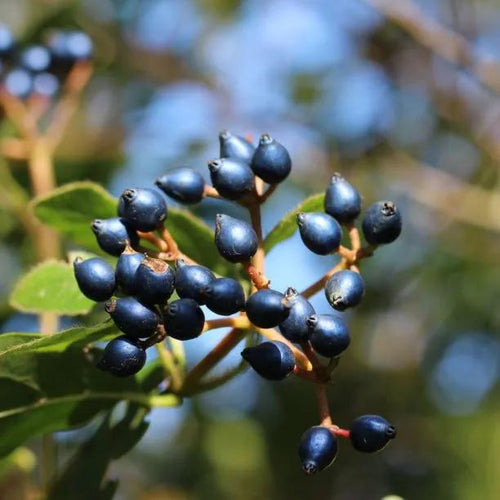 Viburnum tinus Eve Price Berries