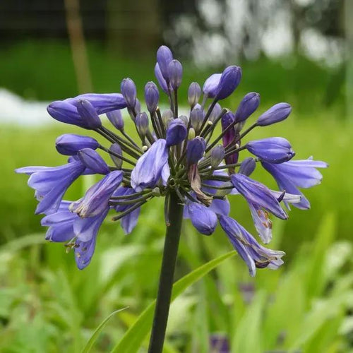 Ever Sapphire Agapanthus flowers