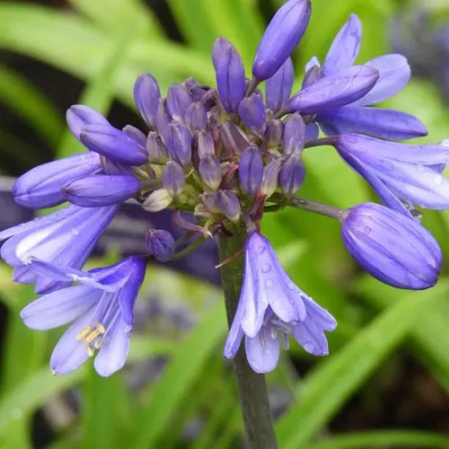 Ever Sapphire Agapanthus Flowers