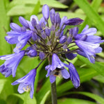 Ever Sapphire Agapanthus flowers