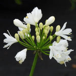 Ever White Agapanthus Flowers
