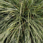 Everest Sedge Grass