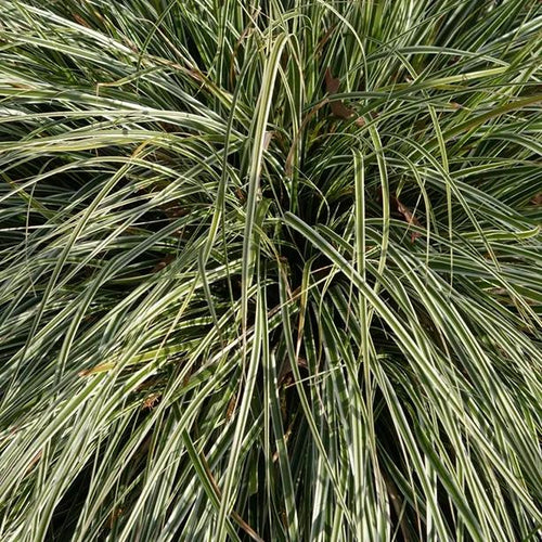 Everest Sedge Grass