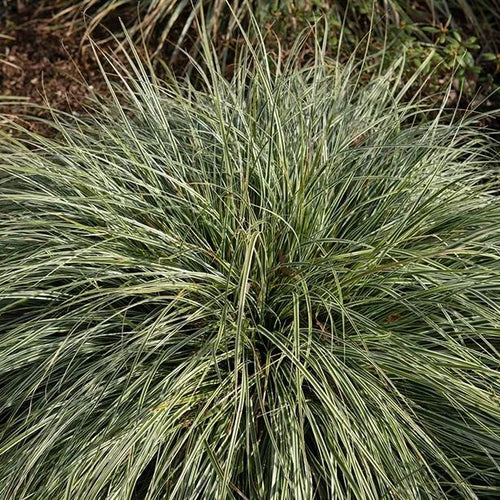 Everest Sedge Grass Plant