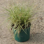 Evergold Sedge Grass Plant 2 Litre Pot
