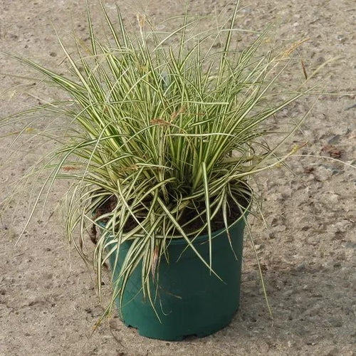 Evergold Sedge Grass Plant 2 Litre Pot