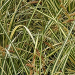 Evergold Sedge Grass