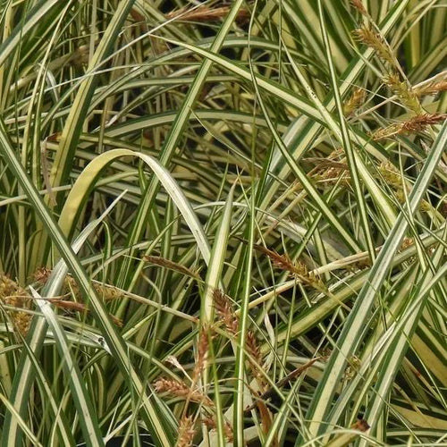 Evergold Sedge Grass