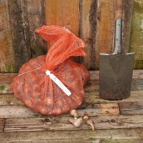 10kg bag of mixed exotic daffodil bulbs