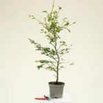 Green Beech Hedge Plant in 3 Litre Pot - 60/80cm tall