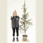 Purple Beech tree - 150/175cm tall in 10 Litre Pot