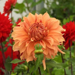 Fairway Spur Dalia Flowers