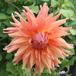 Fairway Spur Dahlia Flowers