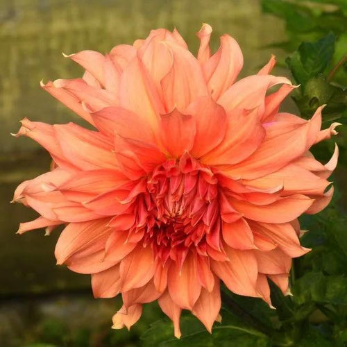 Fairway Spur Dahlia Flowers