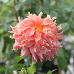 Fairway Spur Dahlia Flowers