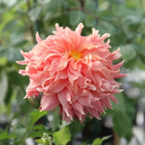 Fairway Spur Dahlia Flowers