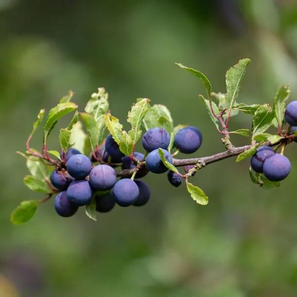 Farleigh Damsons on the tree