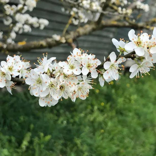 Farleigh Damson Tree Flowers