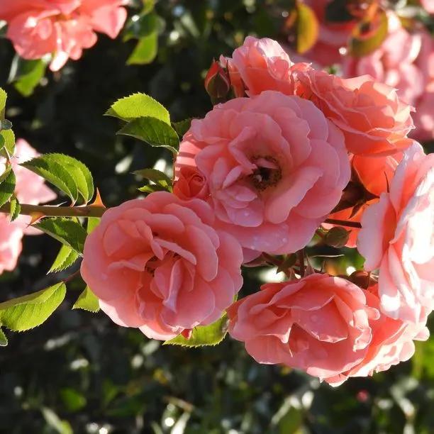 Fascination Floribunda Rose Flowers