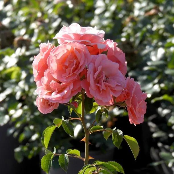 Fascination Floribunda Rose Flowers