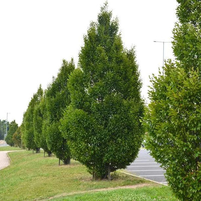 Mature Fastigiate Hornbeam trees along a road